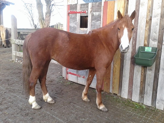 Bonni unser neues Pferd